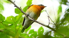 P2320364：ムギマキ（オス若鳥）