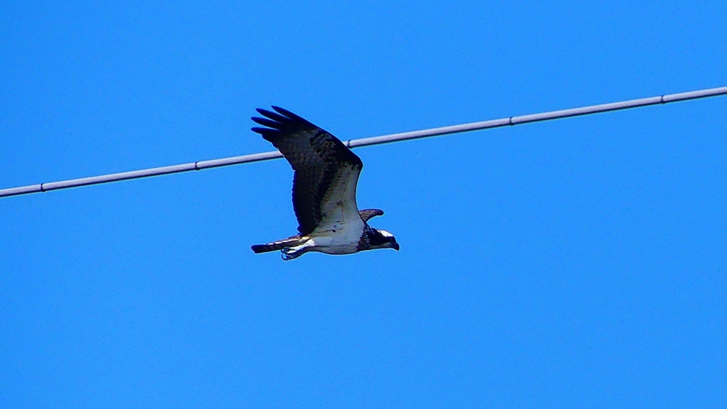 P2270468：飛ぶミサゴ