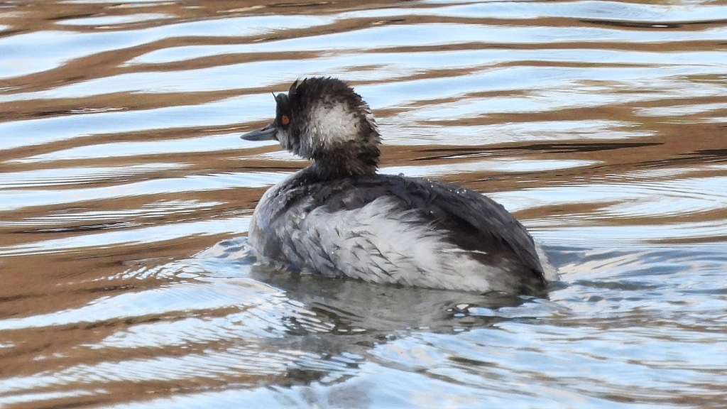 DSCN8019：ハジロカイツブリ