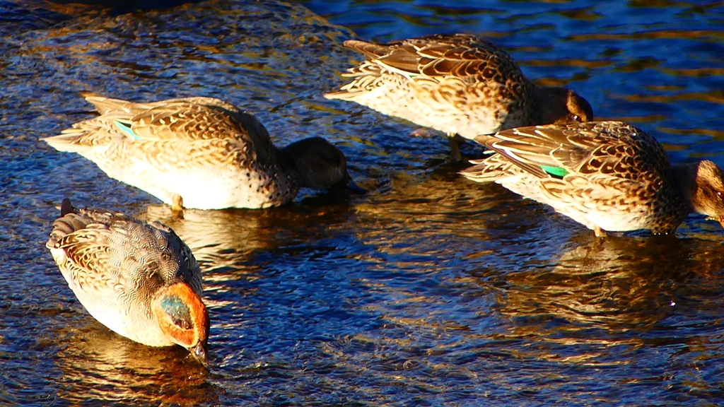 P2400196：コガモ