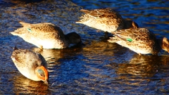 P2400196：コガモ