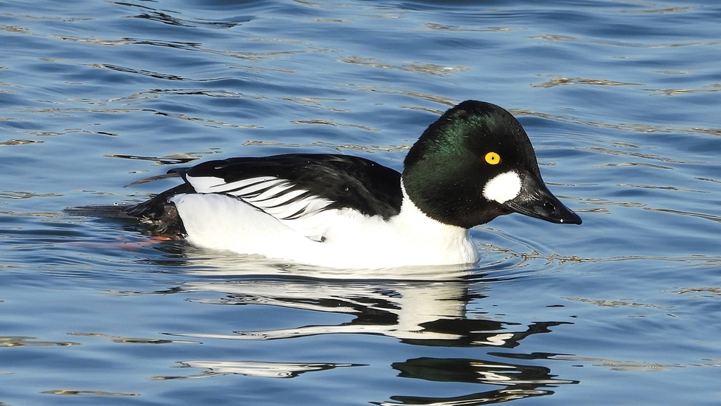 DSCN2603：ホオジロガモ（オス）