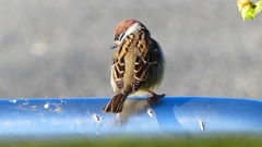 P2380636：スズメ