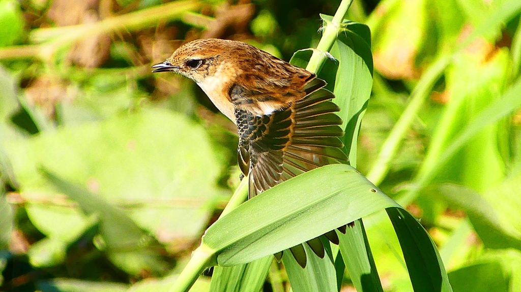 P2300326：ノビタキ