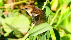 P2300326：ノビタキ