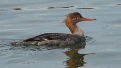 DSCN3188：ウミアイサ（メス）