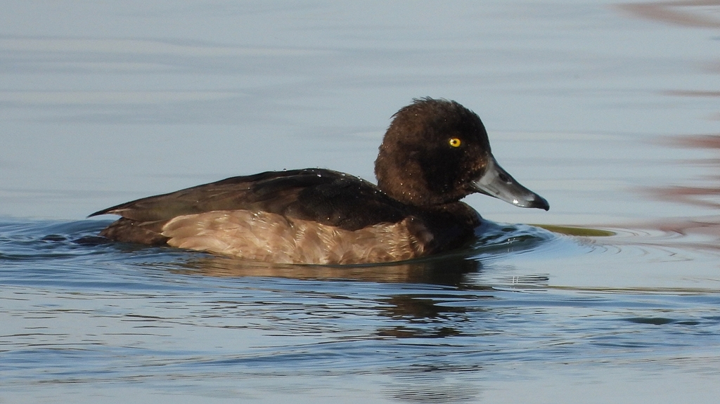 DSCN2862：キンクロハジロ（メス）