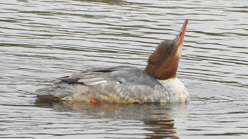 DSCN3496：カワアイサ（メス）