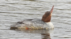 DSCN3496：カワアイサ（メス）