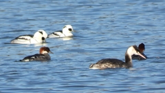 DSCN5048：ミコアイサ他