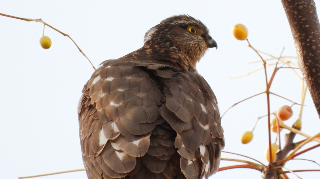 DSCN2998：ハイタカ