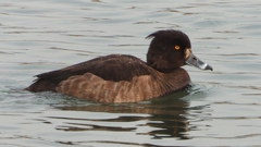 DSCN7186：キンクロハジロ（メス）