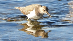 DSCN1205：イソシギ