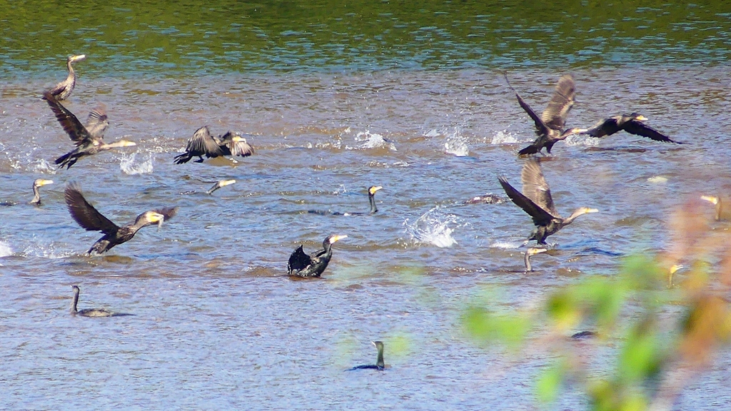 P2330156：カワウの狩り