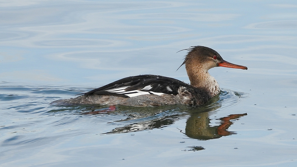 DSCN3206：ウミアイサ（オス）