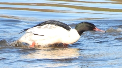 DSCN5332：カワアイサ（オス）