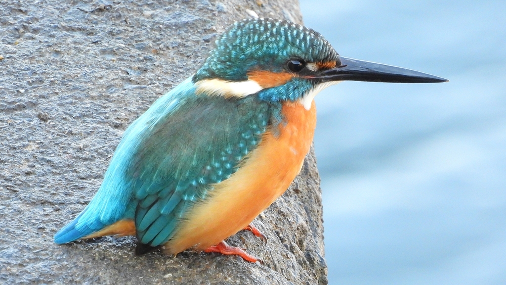 DSCN5648：カワセミ（オス）