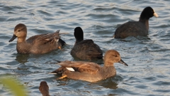 DSCN3860：オカヨシガモ、オオバン