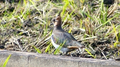 P2340650：タゲリ