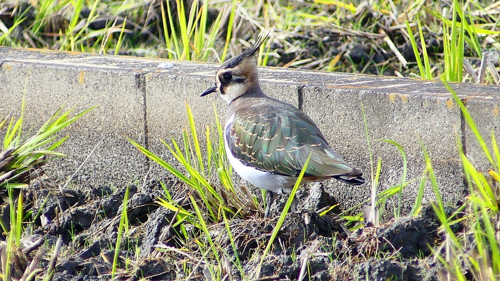 P2340784：タゲリ