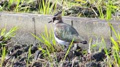 P2340784：タゲリ