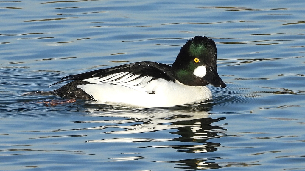 DSCN2737：ホオジロガモ（オス）