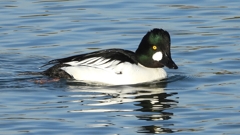 DSCN2737：ホオジロガモ（オス）