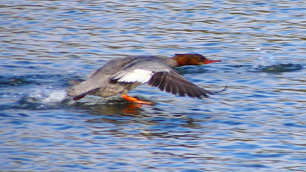 P2390233：飛ぶカワアイサ（メス）