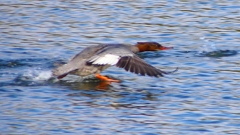 P2390233：飛ぶカワアイサ（メス）