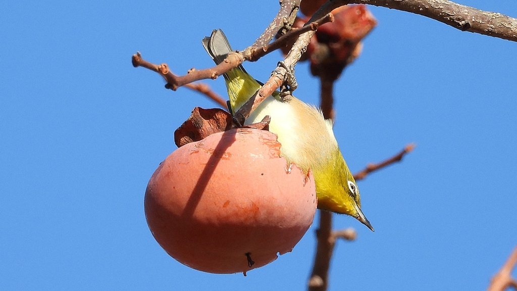 DSCN8687：メジロ