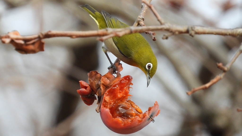 DSCN8527：メジロ