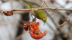 DSCN8527：メジロ