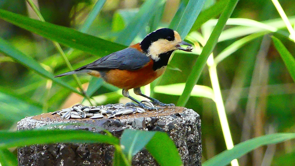 P2360284：ヤマガラ