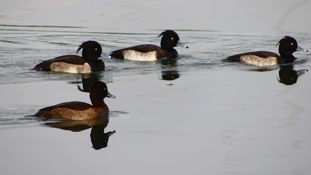 P2350438：キンクロハジロ