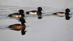 P2350438：キンクロハジロ