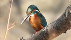 DSCN0637：カワセミ（オス）