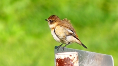 P2310837：ノビタキ