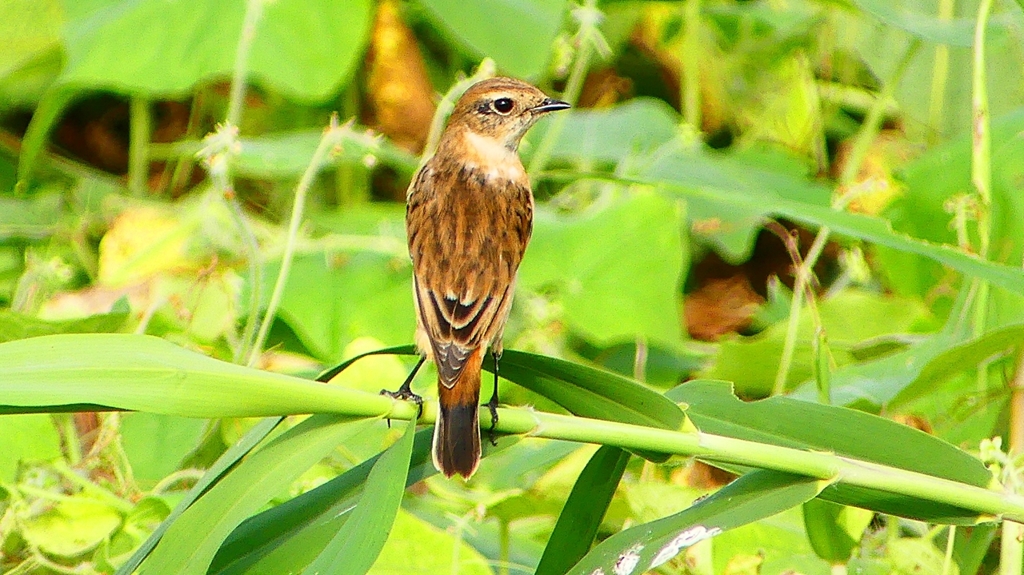 P2290408：ノビタキ