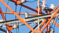 DSCN5695：ハヤブサ