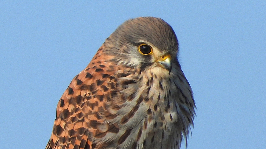 DSCN6565：チョウゲンボウ