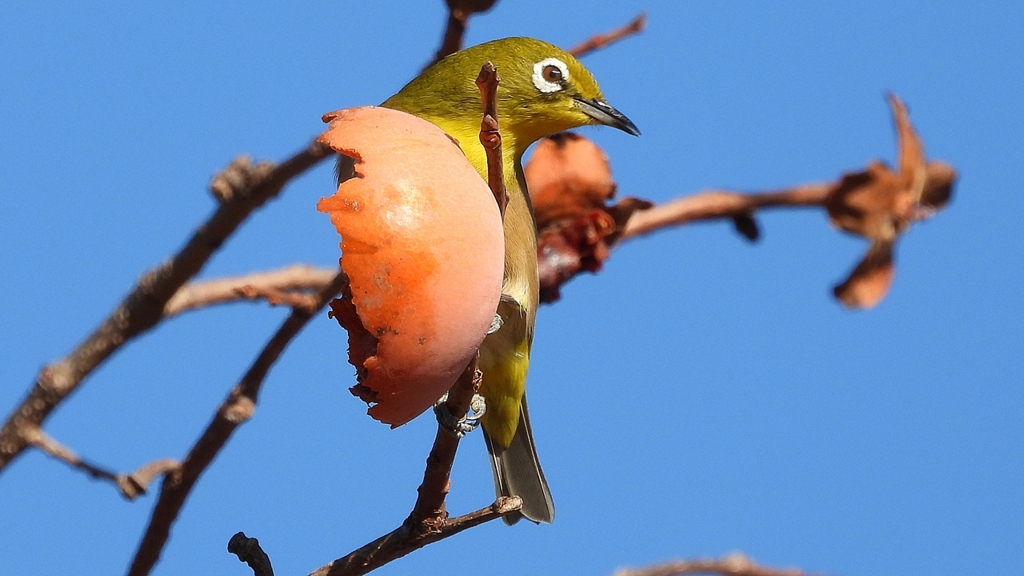 DSCN8729：メジロ