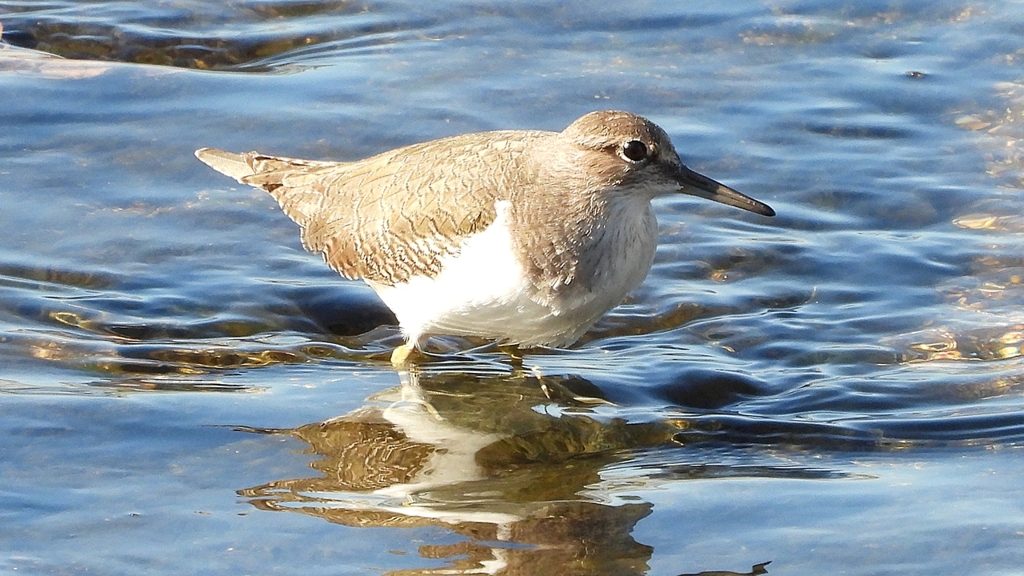 DSCN1212：イソシギ