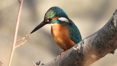 DSCN0634：カワセミ（オス）