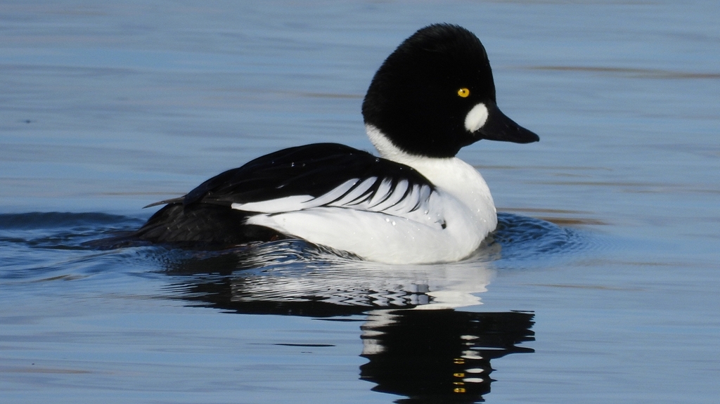 DSCN2832：ホオジロガモ（オス）