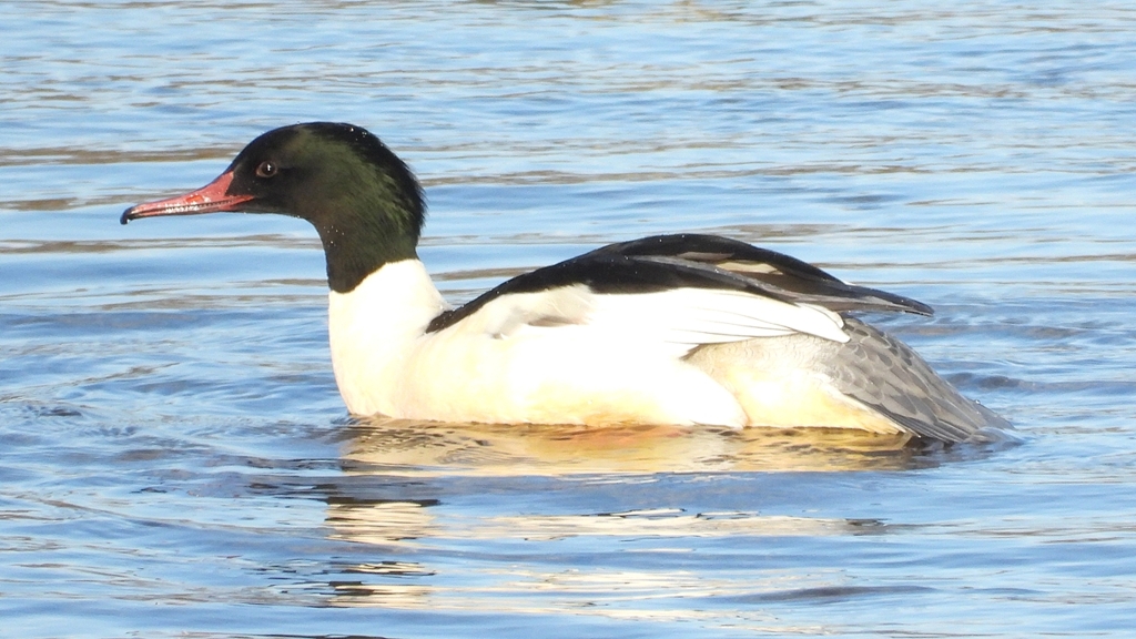 DSCN5236：カワアイサ（オス）