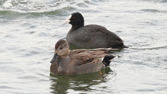 DSCN0670：オカヨシガモ、オオバン