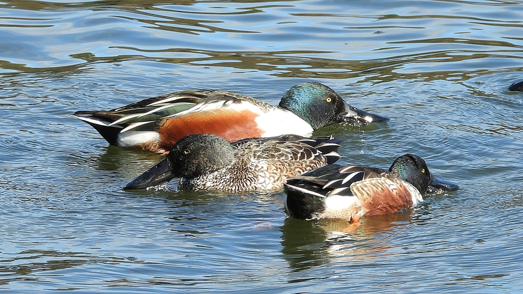 DSCN0115：ハシビロガモ