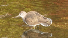 DSCN4051：イソシギ