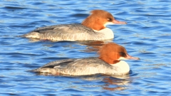 DSCN6342：カワアイサ