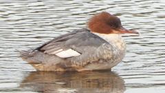 DSCN3529：カワアイサ（メス）